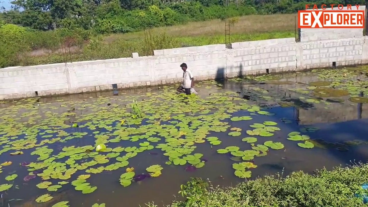 How a Snail is caught by Hand?Primitive Technology | Factory Explorer