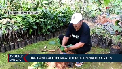 Budidaya Kopi Liberika di Tengah Pandemi Covid-19