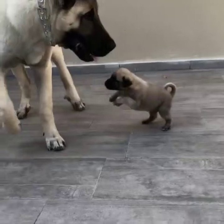 ANADOLU COBAN KOPEGi YAVRULARINA iLK EGiTiM - ANATOLiAN SHEPHERD DOG PUPPiES