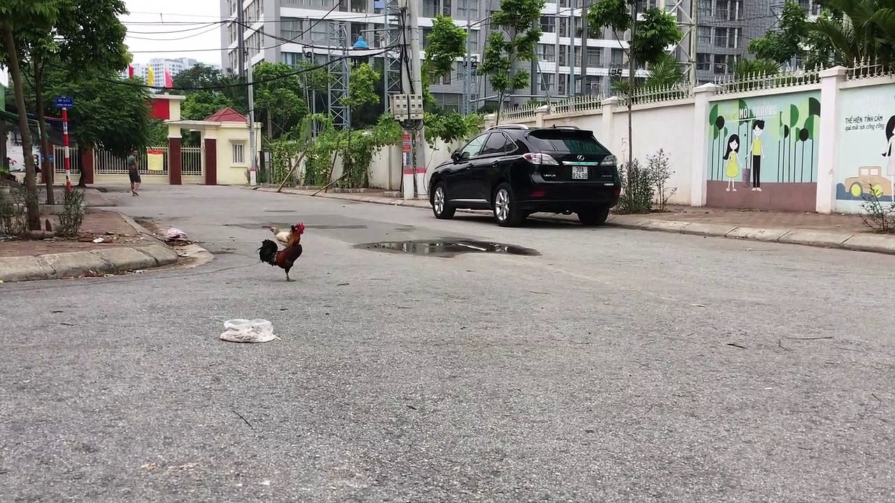 Gà chạy bộ trên phố