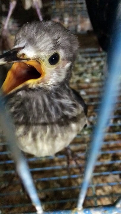 Chim cà kiêng đòi mồi siêu đáng yêu