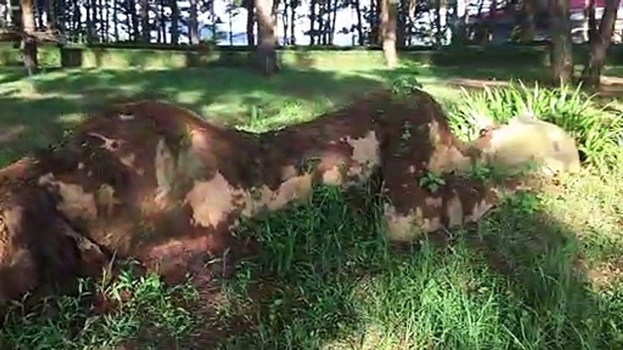 Mẹ thiên nhiên là đây