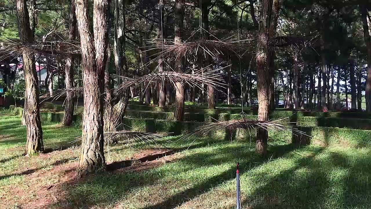 khu rừng tuyệt đẹp tại đất Việt thân yêu