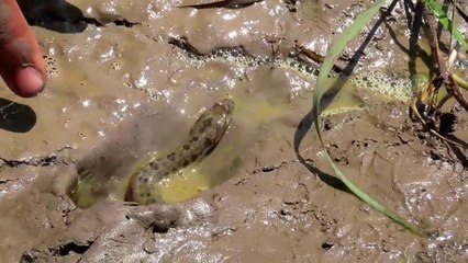 Video herunterladen: Experiment:  How To Catch Snake in Hole Using Coca Cola Vs Mentos , Fanta Vs Sprite that Work 100% | Animal Trap