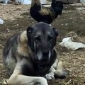 SAF KAN SiVAS KANGAL KOPEGi - QUALiTY SiVAS KANGAL DOG