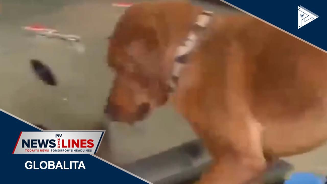 GLOBAL NEWS | Military dogs being trained to sniff out Coronavirus