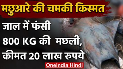 Viral Pic : मछुआरे की चमकी किस्मत,जाल में फंसी 800 KG की मछली, 20 लाख रुपये में बिकी| वनइंडिया हिंदी