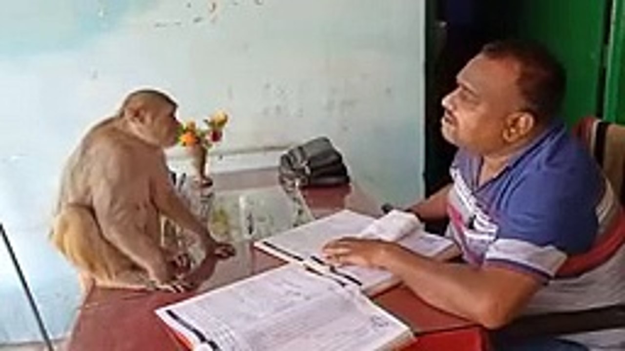मानवता की मिसाल: सच्चे दोस्त की तरह बंदर को खाना खिला रहा स्कूल टीचर, देखे वीडियो