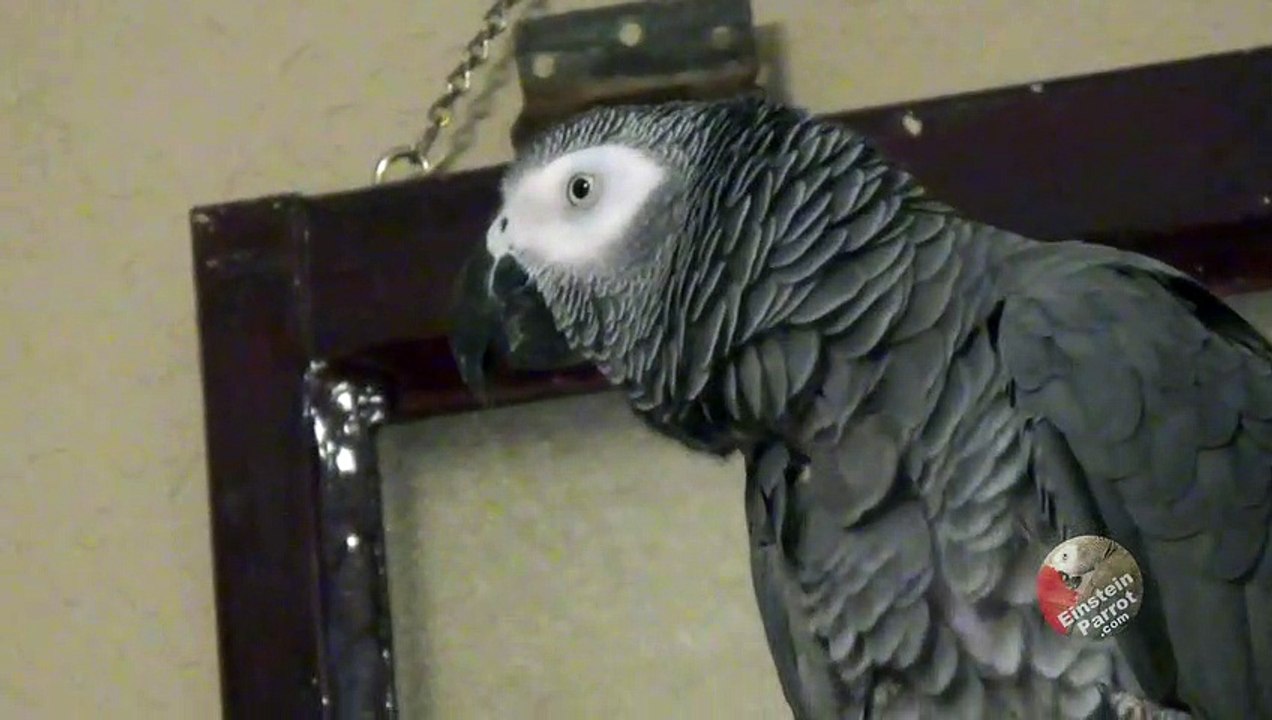 Talkative parrot teases his owner