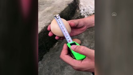 İriliğiyle dikkati çeken yumurtanın içinden bir yumurta daha çıktı - AYDIN