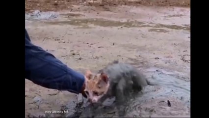 Rescue Cats before and after Homeless cat in crisis help cat