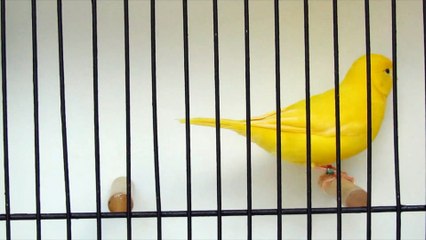 mâle jaune intensif juillet 2020