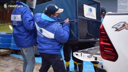 Rescued sea lions and sea elephant return to sea in Argentina