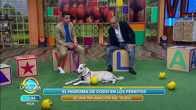 Los higromas de perros. Aquí te decimos qué son y qué se debe hacer con ellos. | Venga La Alegría