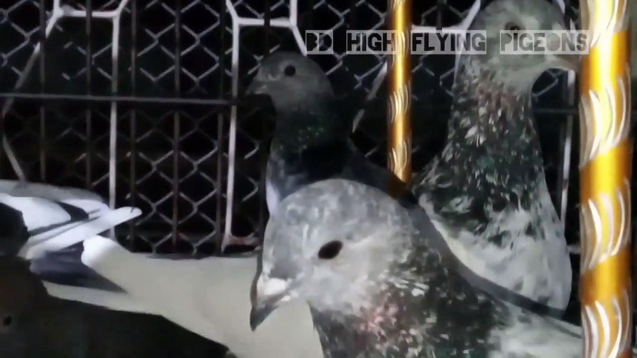 Bd high flying pigeons