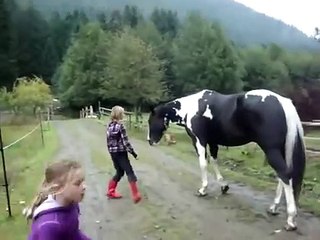 Un cheval terrorisé par son propre gaz