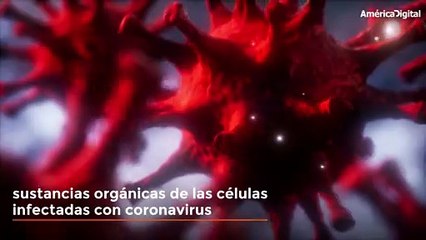 Entrenan perros para detectar el coronavirus en Alemania