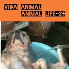 VIDA ANIMAL-ANIMAL LIFE-24