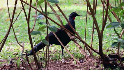 Latin America's wildlife seems thriving amid COVID-19 pandemic