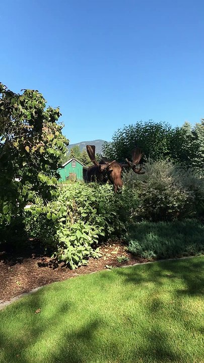 Moose Casually Strolls into Backyard for A Bite