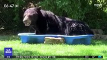 [이슈톡] 가정집 욕조에서 낮잠 자는 흑곰 영상 화제