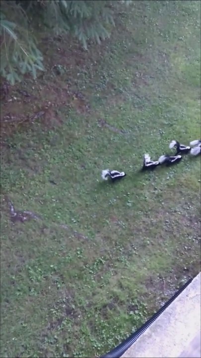 Un Québécois a sept petites mouffettes sur son terrain et il n’en revient pas