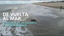 De vuelta al mar: el rescate de un elefante y 4 lobos marinos en Argentina
