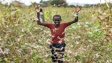 Pakistan: Đối phó với nạn châu chấu sa mạc | VTC