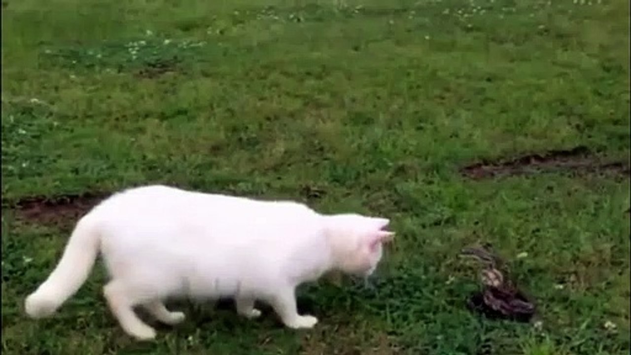 cat vs snake