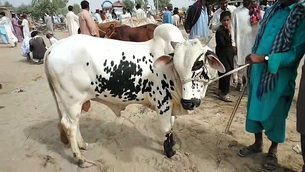 Halani Cattle Market 2020 - Bakra Eid 2020