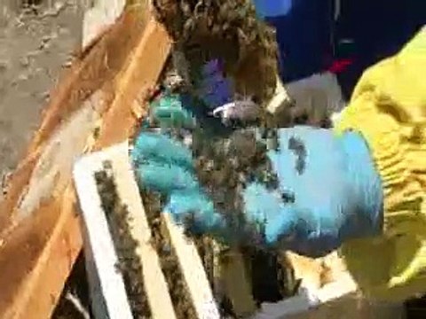 Ürettiği kraliçe arıların tanesini 100 liradan satıyor