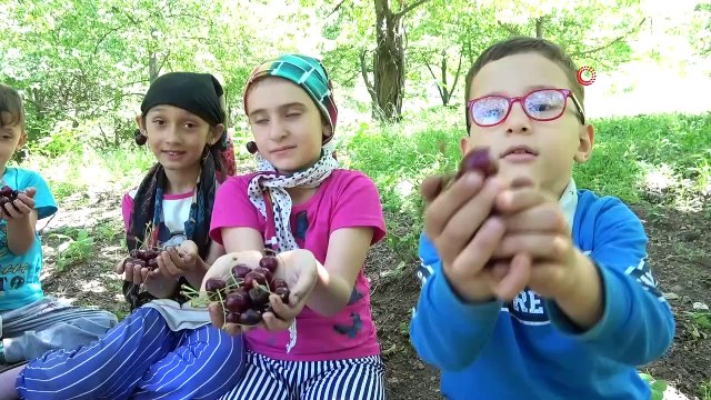 Bin 300 rakımda kiraz hasadı- Temmuz ayının sonunda kiraz hasadı yapıyorlar