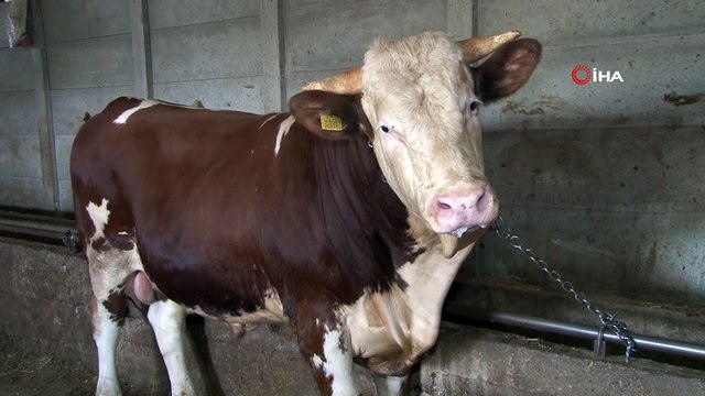 1 tonluk paşa, 20 bin TL'ye alıcısını bekliyor