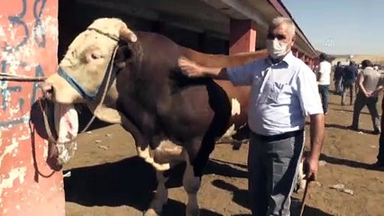 Tonluk boğalar 'Bala' ve 'Bozo' alıcısını bekliyor - AĞRI
