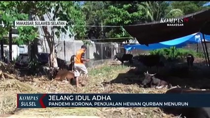 Pandemi Korona, Penjualan Hewan Qurban Menurun