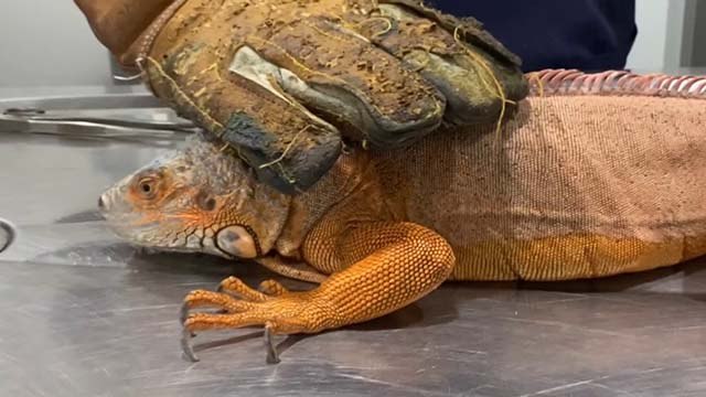 Üsküdar'da dev İguana bulundu
