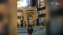 Lahir dan Besar di Hagia Sofia, Si Kucing Penjaga Imut Gli