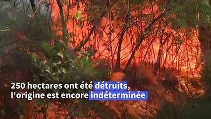 En Gironde, un feu de forêt "fixé" après avoir détruit 250 hectares