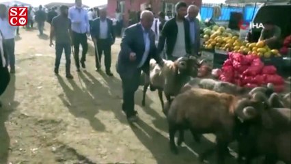 Boğa 'Trump'ın fiyatı 24 bin TL