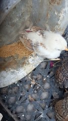 Three little chickens