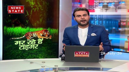 Madhya Pradesh:पन्ना टाइगर रिजर्व में क्यों मारे जा रहे हैं टाइगर