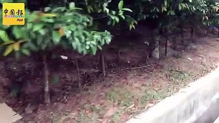 ◤SRC洗钱案◢ 支持者散场 法庭路旁沟渠内垃圾处处