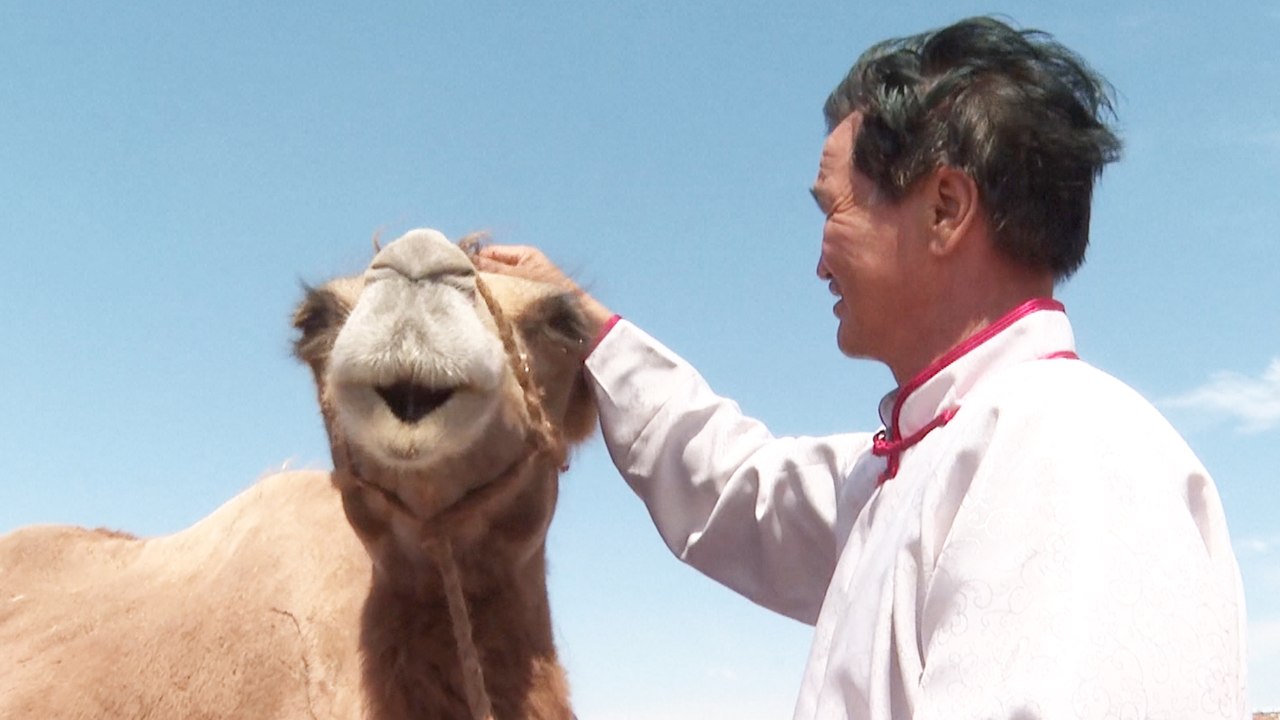 Camel finds former keeper after lonely trek through Gobi Desert in China’s Inner Mongolia