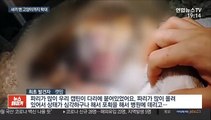 화상입은 채 발견된 새끼 밴 고양이…잔혹해지는 동물 학대