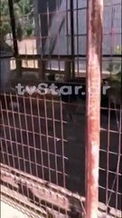 Σκυλιά του δήμου Ερέτριας