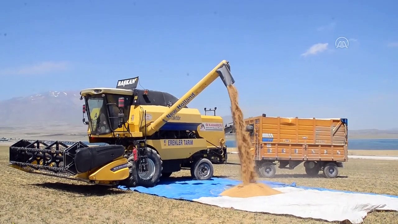 Bitlis buğdayından kent ekonomisine 100 milyon liralık katkı