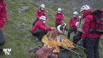 Trop fatiguée par sa randonnée, Daisy le Saint-Bernard a dû être secourue en montagne