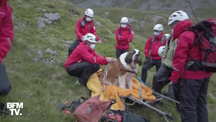 Trop fatiguée par sa randonnée, Daisy le Saint-Bernard a dû être secourue en montagne