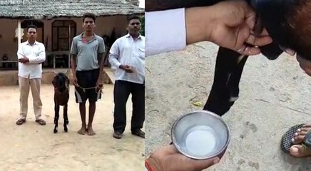 गजब ! राजस्थान के इस गांव में है दूध देने वाला बकरा, रोजाना देता है इतने लीटर दूध, देखें वीडियो