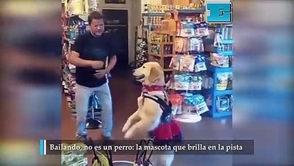 Bailandono es un perro la mascota que brilla en la pista